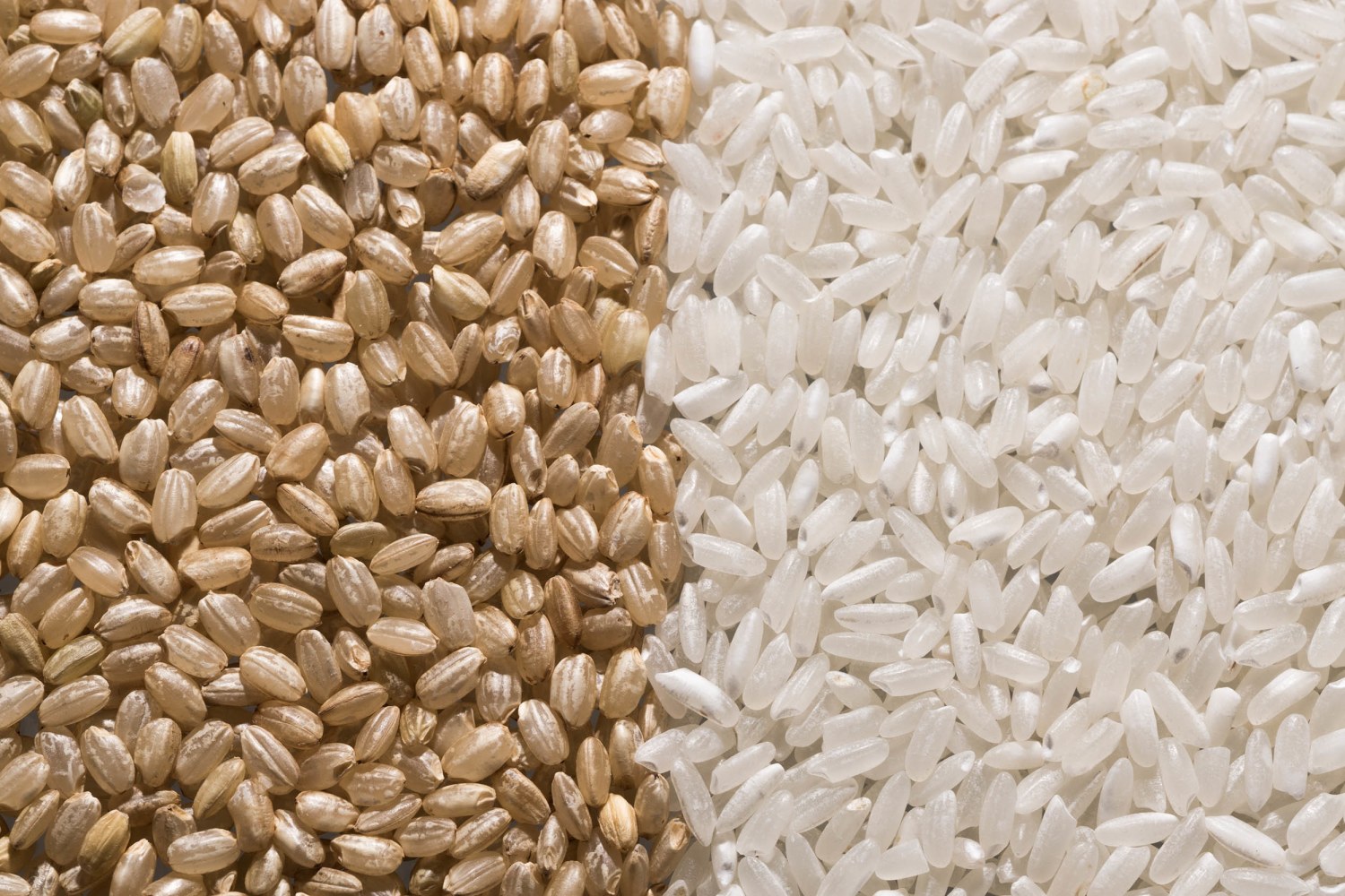 Rice Showdown: White Rice vs Wild Rice: Choosing Your Grain