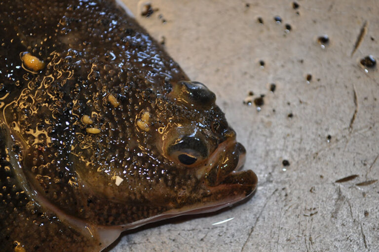 Exploring the Ocean: What Is Sole Fish?