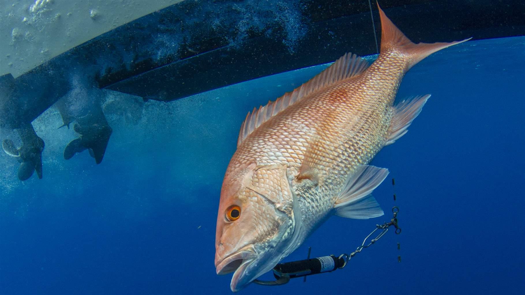 Exploring the Depths: What is Sea Bass? - Health Considerations