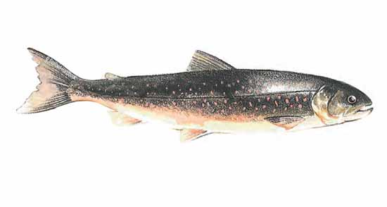 Arctic Exploration: What is Arctic Char?