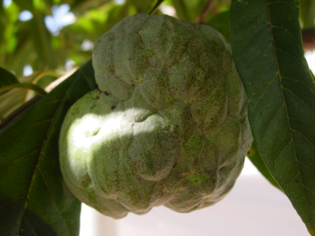 Tropical Fruit Face-Off: Soursop vs Custard Apple - Introduction to Soursop and Custard Apple