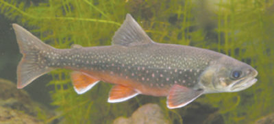 Arctic Exploration: What is Arctic Char?