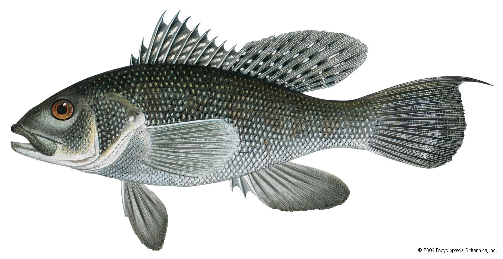 Exploring the Depths: What is Sea Bass? - Types of Sea Bass