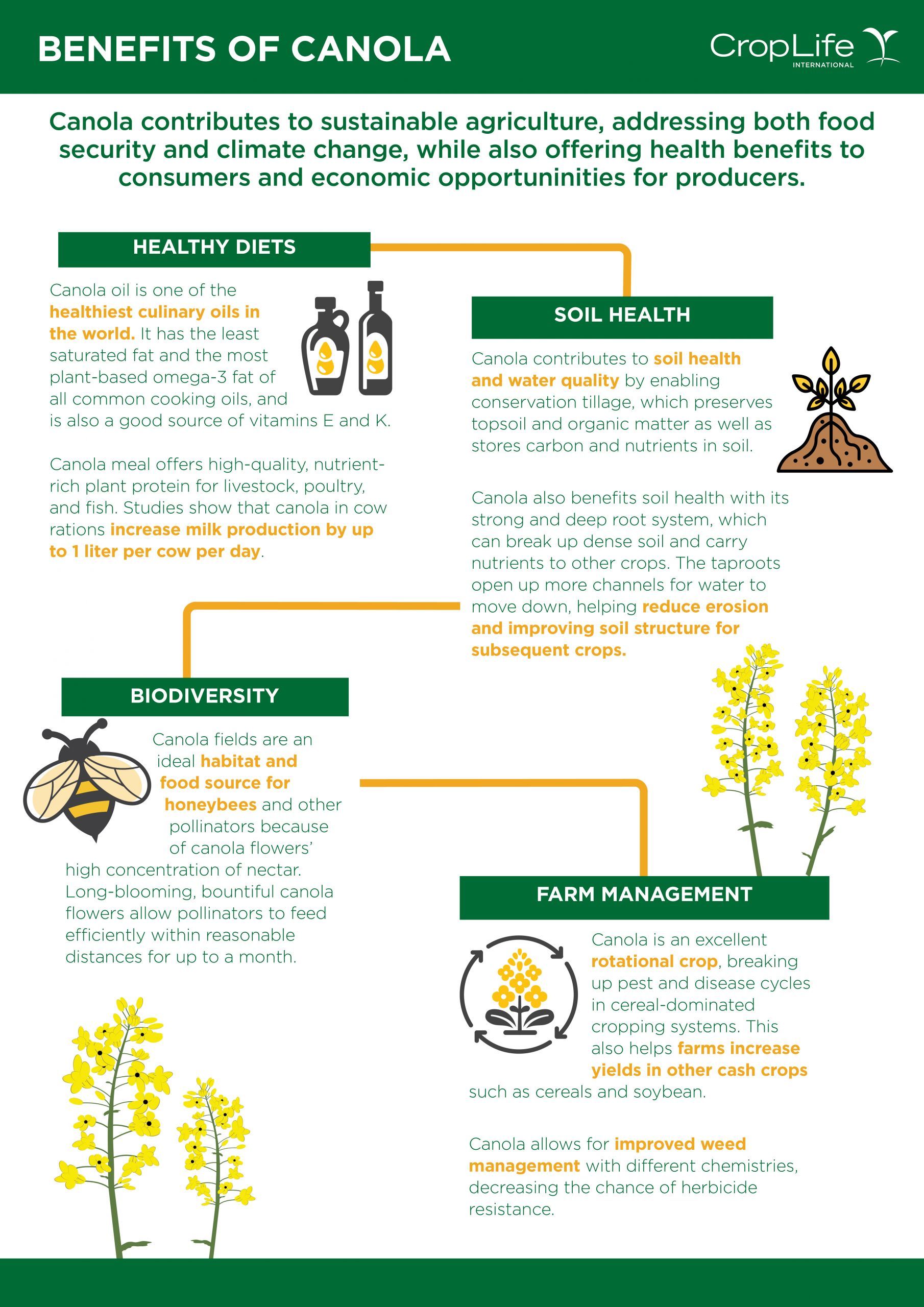 Oil Showdown: Soybean vs Canola Oil - 2. Health Effects of Consuming Canola Oil