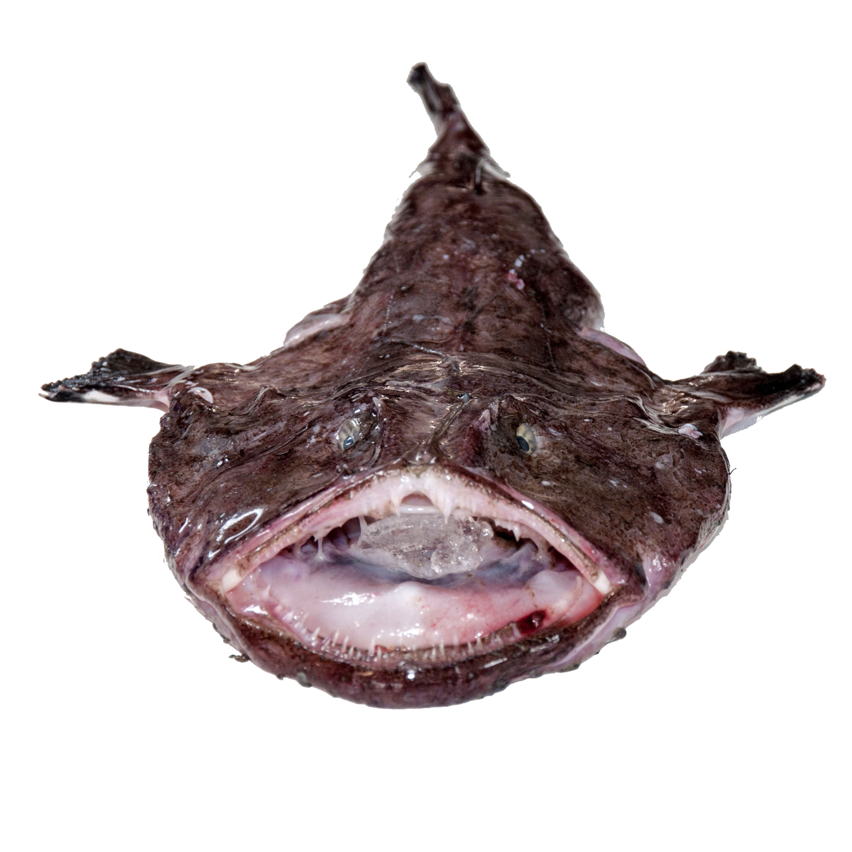 Exploring the Depths: What Does Monkfish Taste Like? - The Monkfish: Background and characteristics