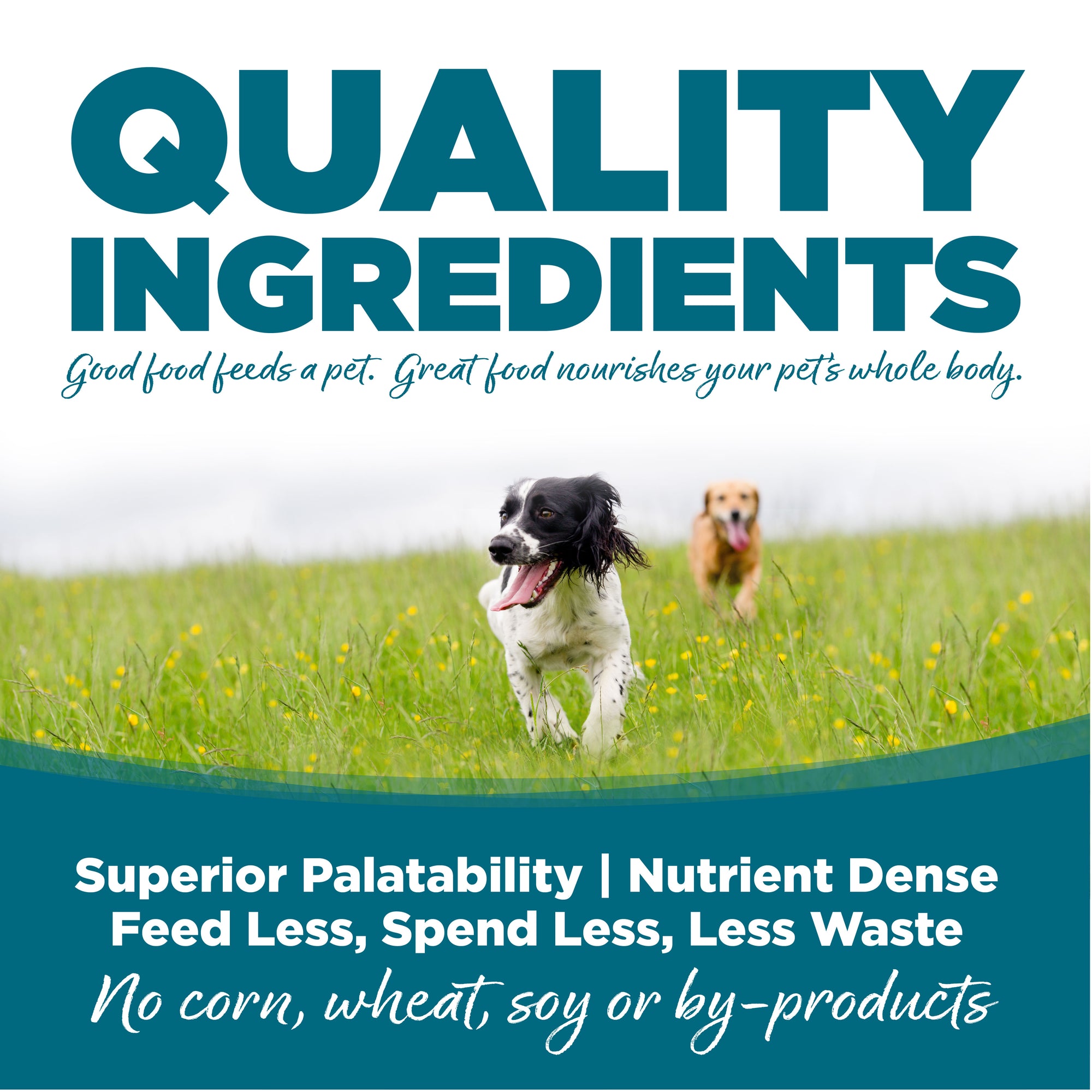 Canine Delicacies: Canned Chicken for Dogs - Quality Standards and Ingredients to Look for in Canned Chicken Products