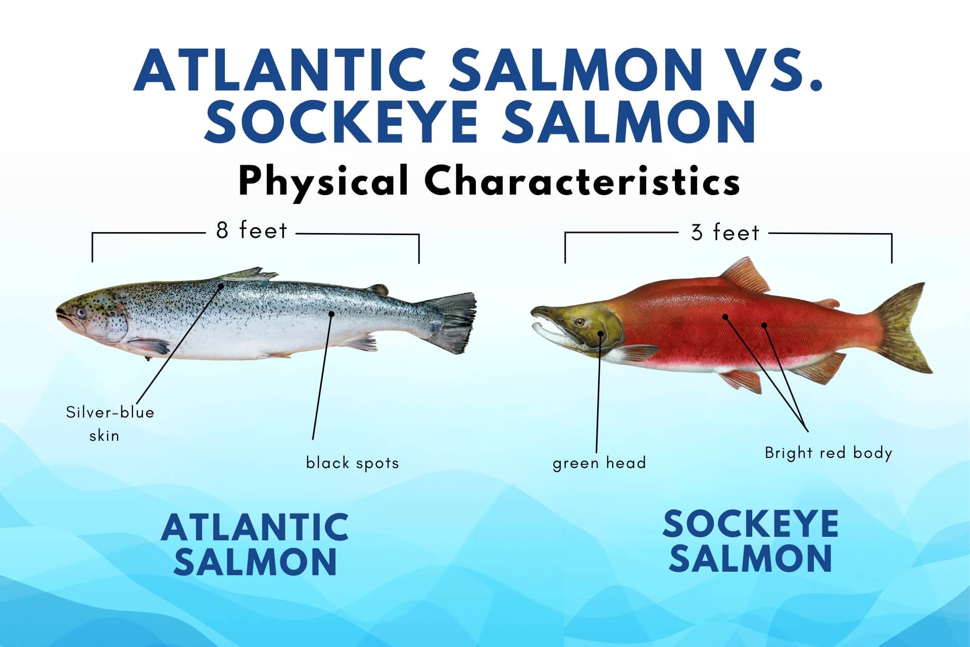 Coastal Cuisine Showdown: Atlantic Salmon vs Pacific - Health benefits of consuming Atlantic Salmon