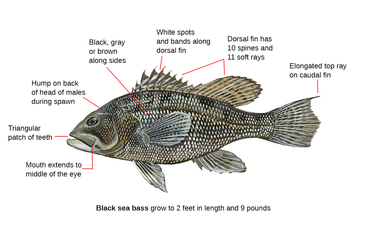 Exploring the Depths: What is Sea Bass? - The characteristics of Sea Bass