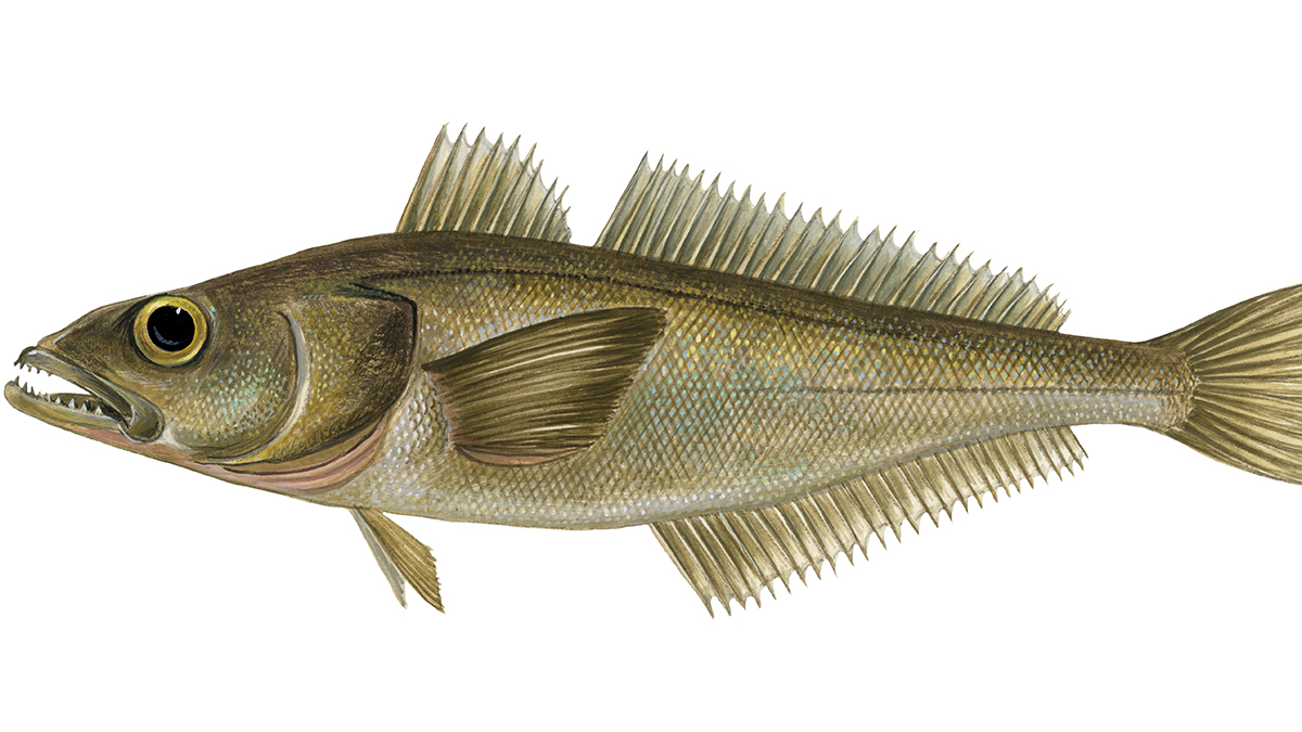 Exploring the Depths: What is Sea Bass? - Culinary uses of Sea Bass