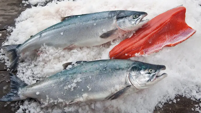 Coastal Cuisine Showdown: Atlantic Salmon vs Pacific - Atlantic Salmon