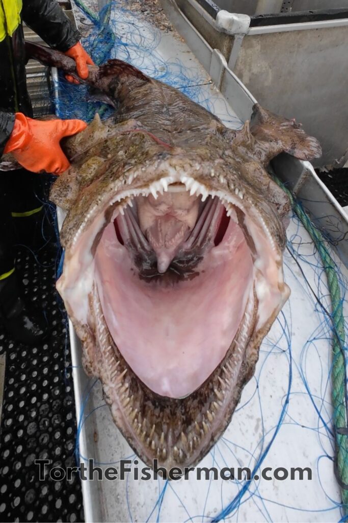 Exploring the Depths: What Does Monkfish Taste Like? - Nutritional Value and Health Benefits