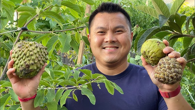 Tropical Fruit Face-Off: Soursop vs Custard Apple - Taste Test