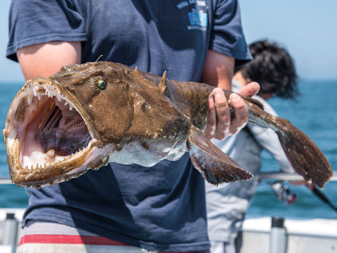 Exploring the Depths: What Does Monkfish Taste Like? - What Does Monkfish Taste Like?