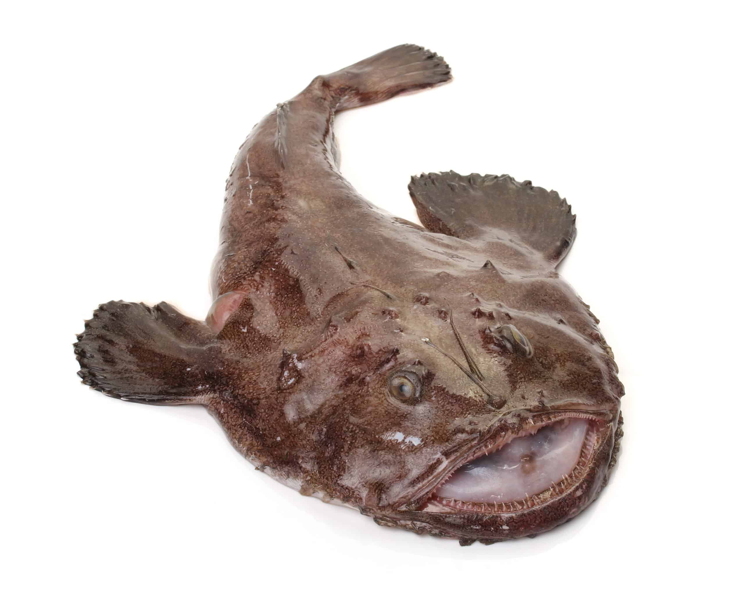 Exploring the Depths: What Does Monkfish Taste Like? - The Monkfish: Culinary uses and popularity