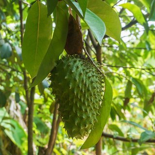 Tropical Fruit Face-Off: Soursop vs Custard Apple - Nutritional Comparison