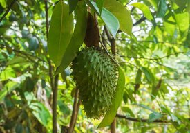 Tropical Fruit Face-Off: Soursop vs Custard Apple - Nutrient breakdown of Soursop and Custard Apple