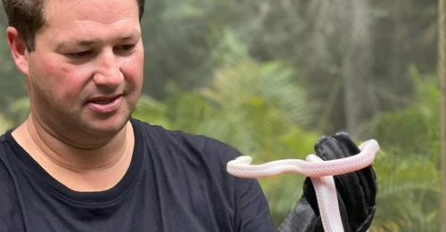 Dingo Dinkelman Death & Obituary: Wildlife conservationist & snake keeper Passed Away from venomous bite